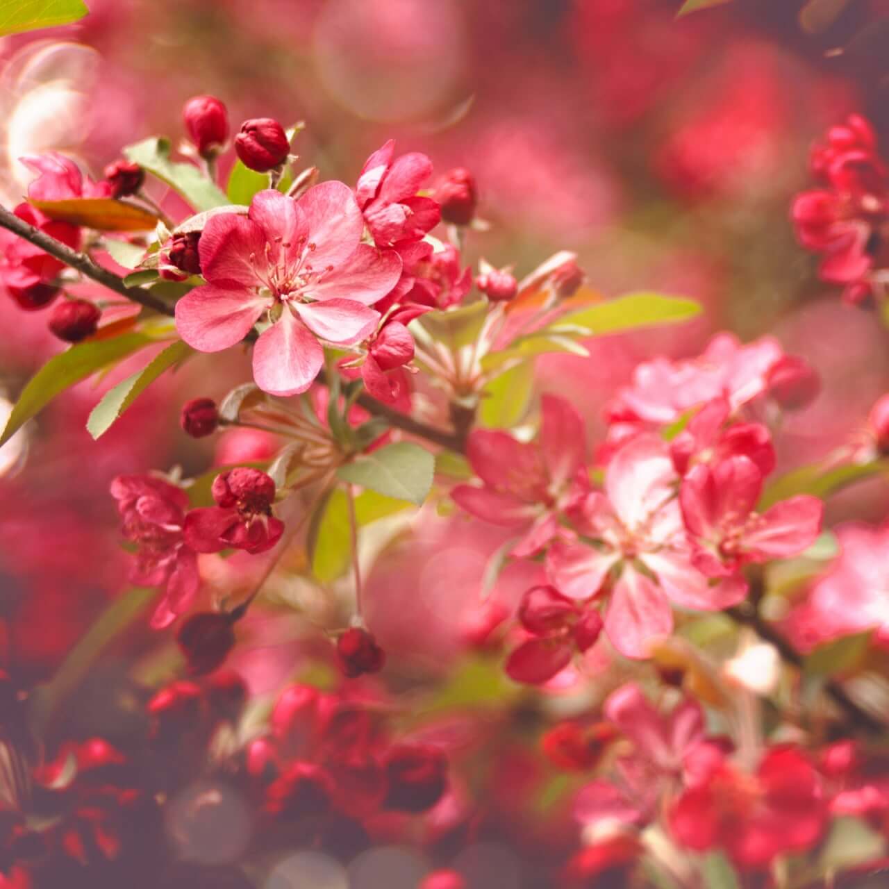 آسمان مجازی طرح شکوفه و گل