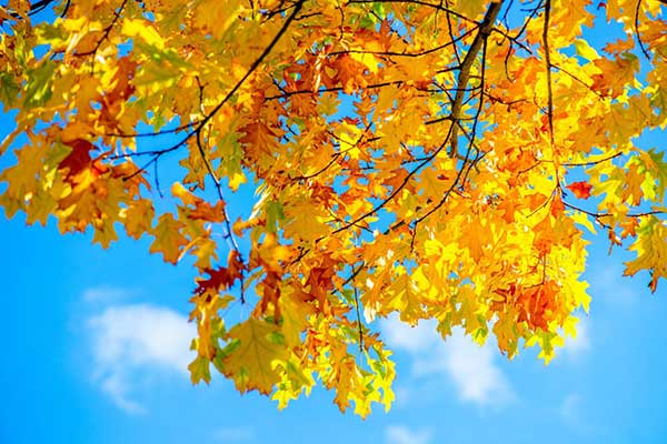 آسمان مجازی طرح پاییزvirtual sky