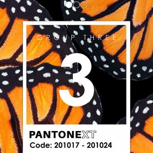 کاغذ دیواری پنتونکست رنگ نارنجی Pantonext orang